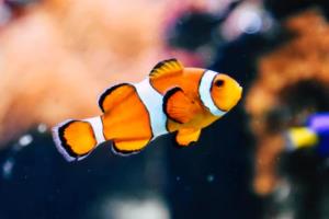 2026年世界杯，卡塔尔即将开启新的足球盛事世界杯2026是哪个国家